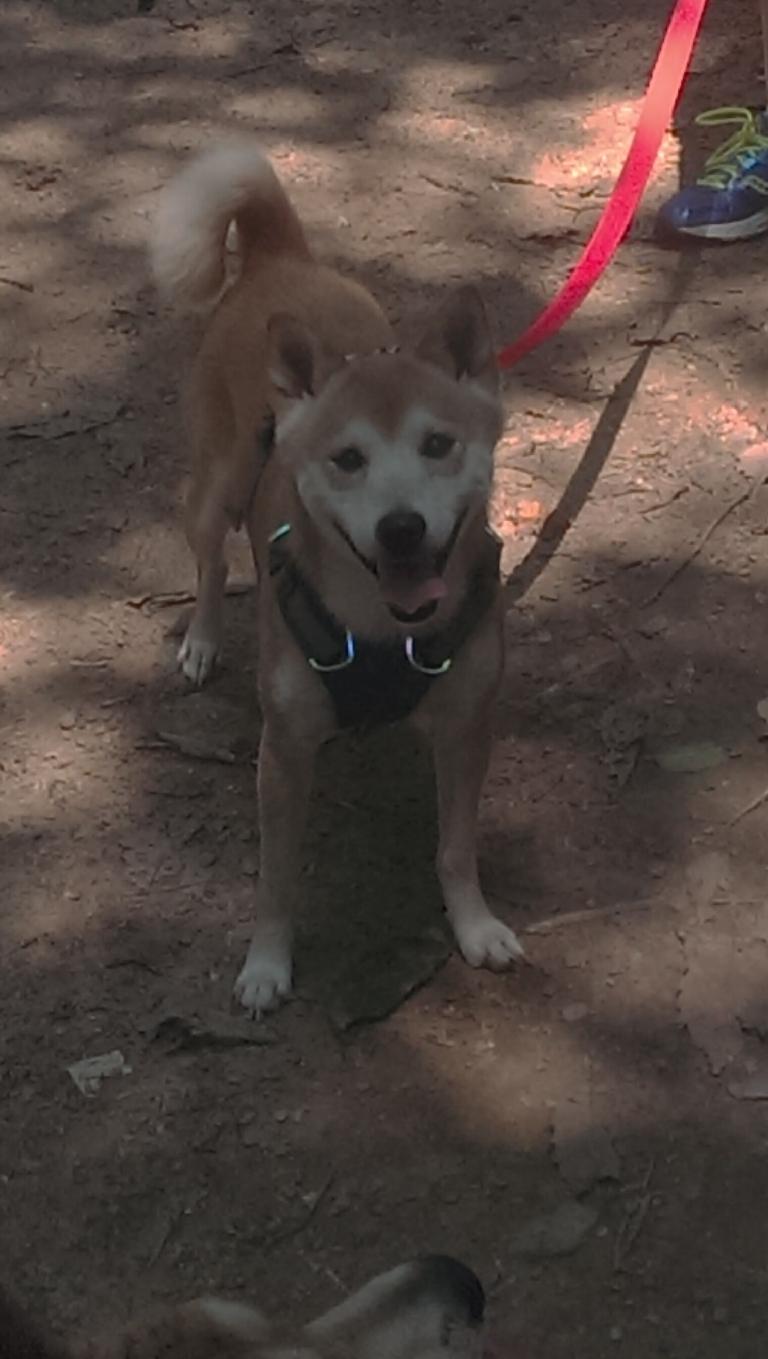 忠实球迷:他们的故事和联盟中的特殊贡献,忠实的球迷还是忠诚的球迷