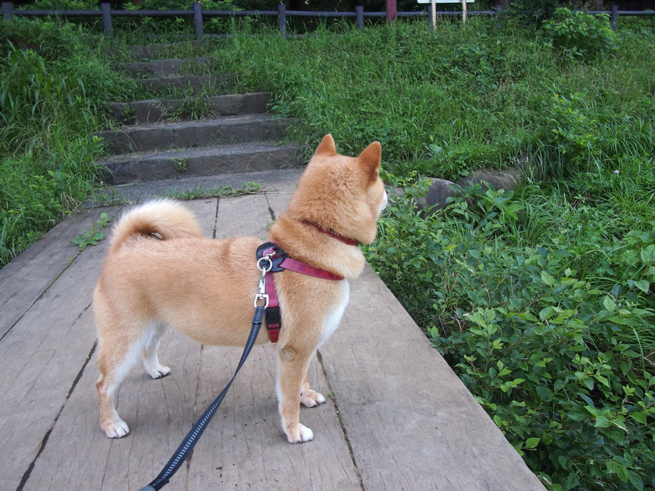 全国中小学体育运动会开幕,百校齐聚竞技场,全国中小学体育比赛