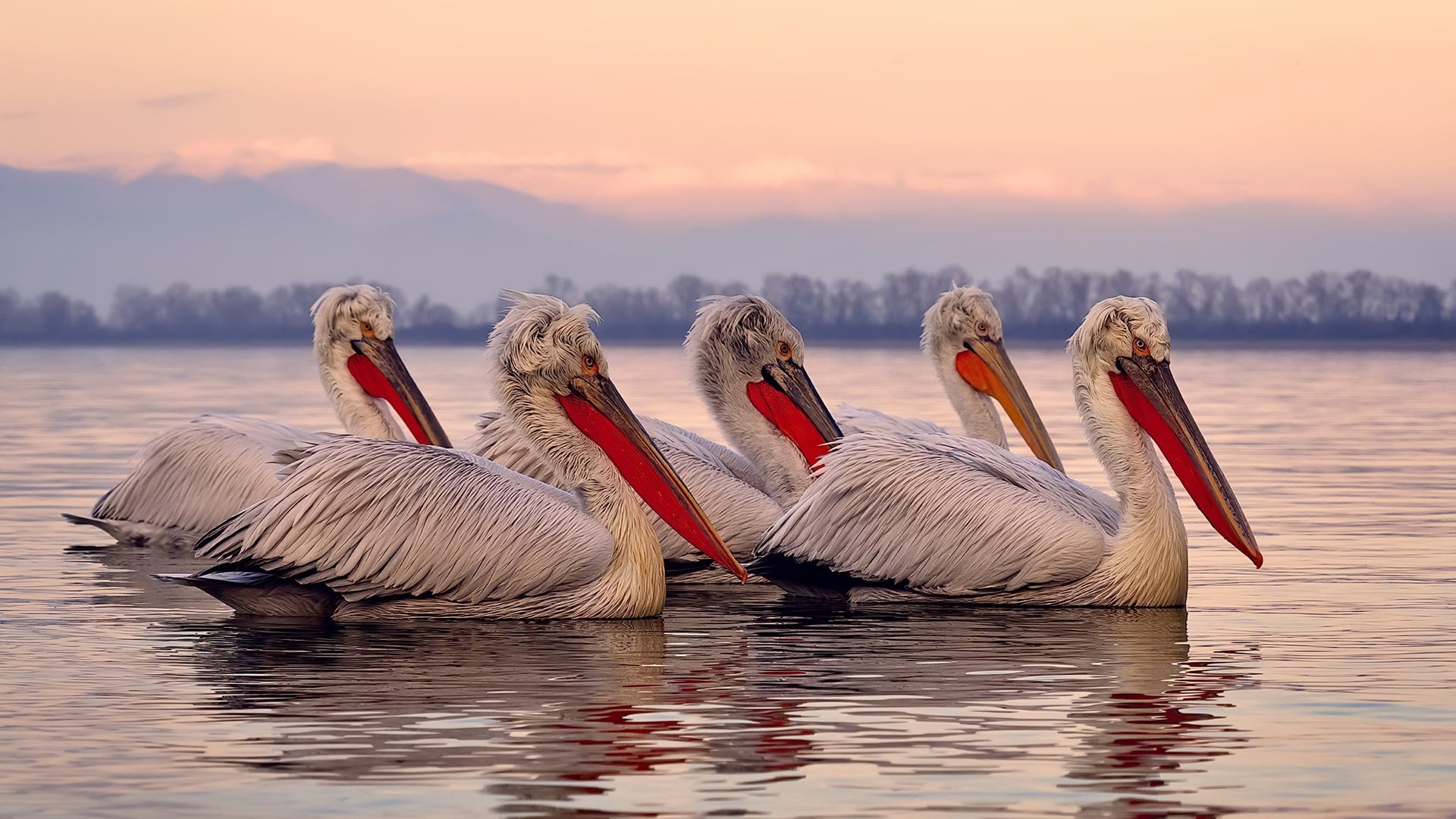 国际极限绳索挑战赛，考验体能与勇气的巅峰舞台，国际绳索认证